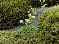 Mononeuria groenlandica