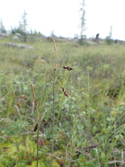 Carex rariflora