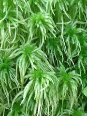 Sphagnum flexuosum