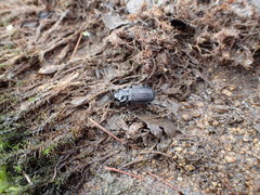 Pterostichus punctatissimus