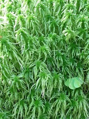 Sphagnum flexuosum