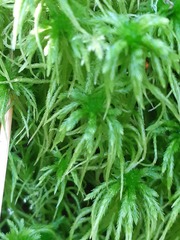 Sphagnum flexuosum