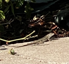 Sceloporus occidentalis