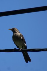Turdus amaurochalinus