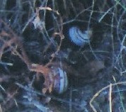 Pseudotachea splendida