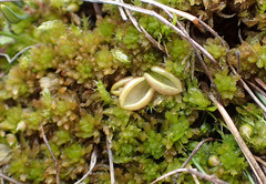 Pinguicula villosa
