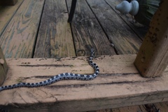 Pantherophis alleghaniensis