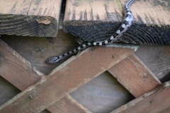 Pantherophis alleghaniensis