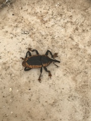 Homalinotus deplanatus