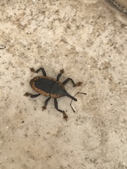 Homalinotus deplanatus