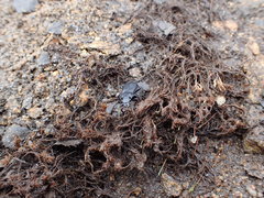 Pterostichus punctatissimus