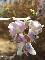Millettia