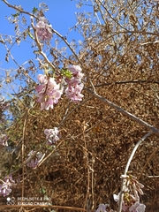 Millettia