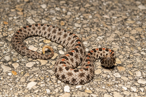Pygmy Rattlesnake (Sistrurus miliarius), a species recorded in Florida