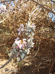 Millettia
