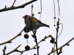 Carduelis carduelis