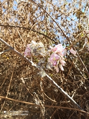 Millettia