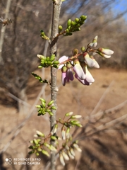 Millettia