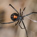 Western Black Widow - Photo (c) Marshal Hedin, some rights reserved (CC BY-NC-SA)