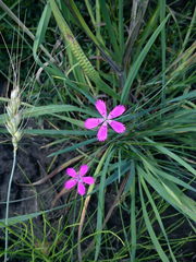 Dianthus deltoides