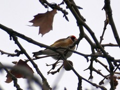 Carduelis carduelis