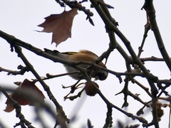 Carduelis carduelis