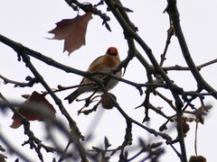 Carduelis carduelis