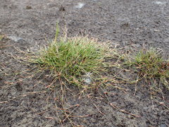 Juncus subtilis