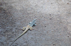 Aspidoscelis scalaris septemvittatus
