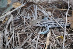 Aspidoscelis scalaris septemvittatus