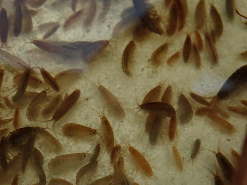 Coastal Pond Amphipod