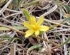 Sisyrinchium patagonicum