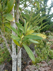 Pseudopanax chathamicus