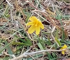 Sisyrinchium patagonicum