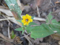 Zinnia maritima