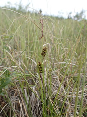 Carex membranacea