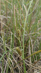 Carex membranacea