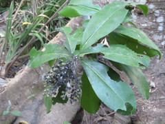 Ardisia revoluta