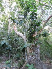Ardisia revoluta