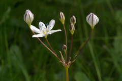 Triteleia lilacina