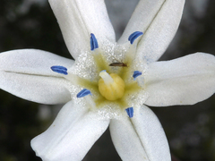Triteleia lilacina