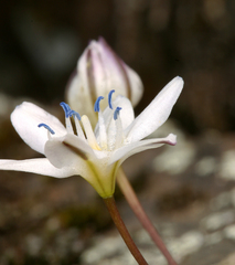 Triteleia lilacina