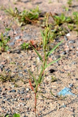 Atriplex laevis
