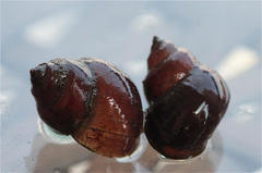 Lymnaeidae