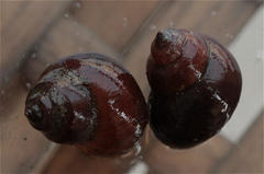 Lymnaeidae