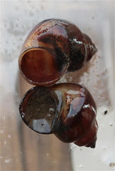 Lymnaeidae