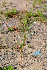 Atriplex laevis