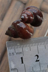 Lymnaeidae