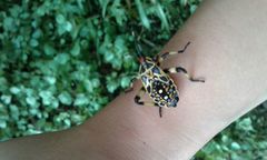 Pachylis laticornis