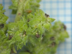 Atriplex laevis
